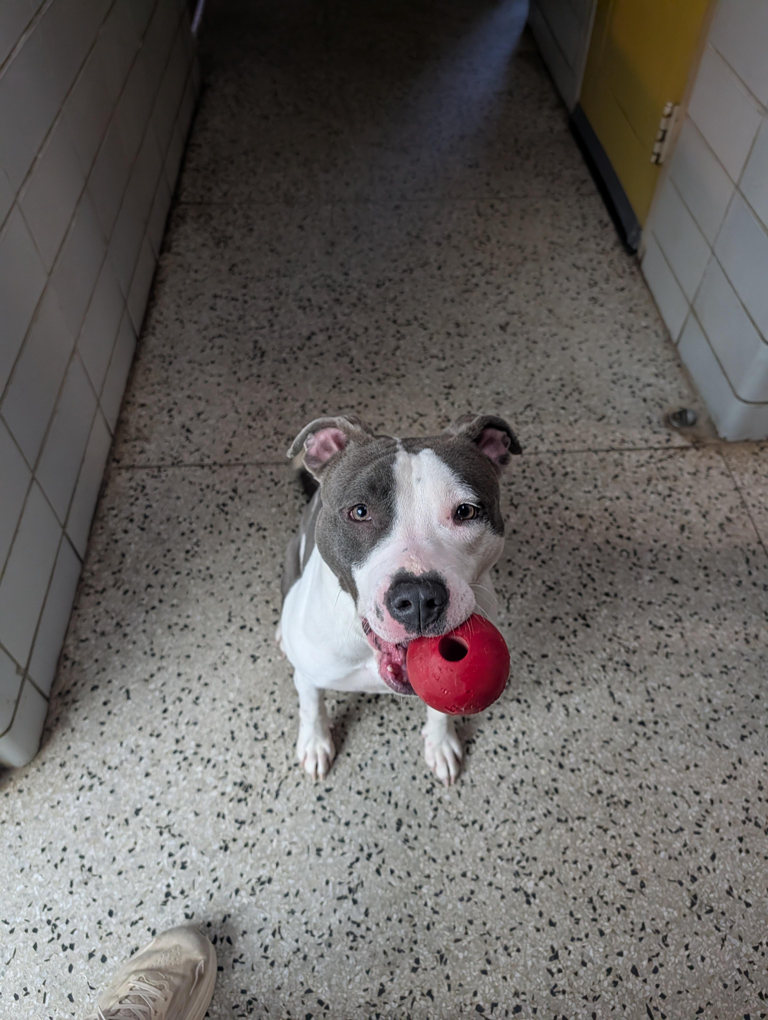 Enlarge Lily, a ADOPTABLE mixed breed in Columbus, OH image 3/5