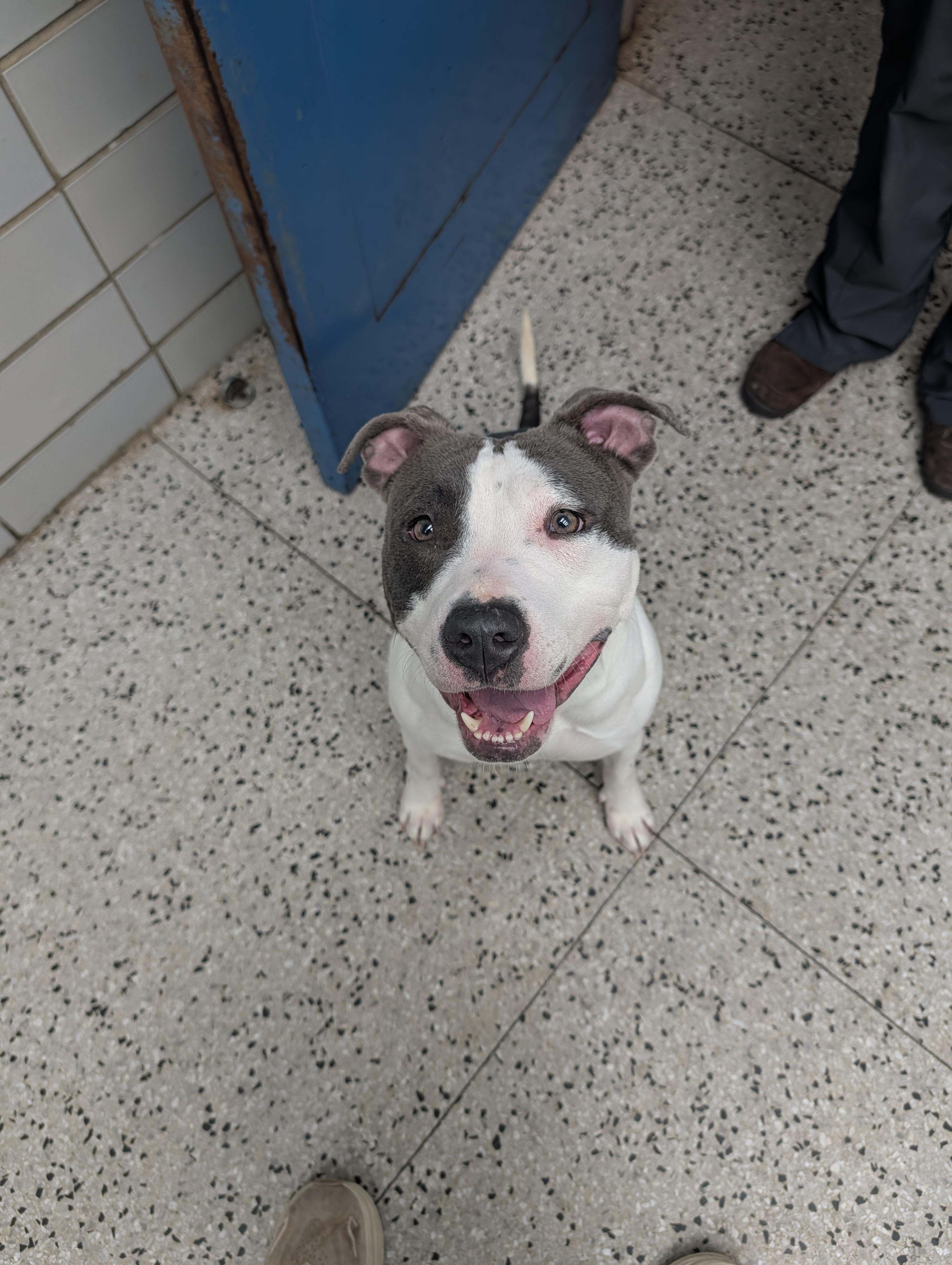 Lily, ADOPTABLE, Adult Female Pit Bull Terrier.