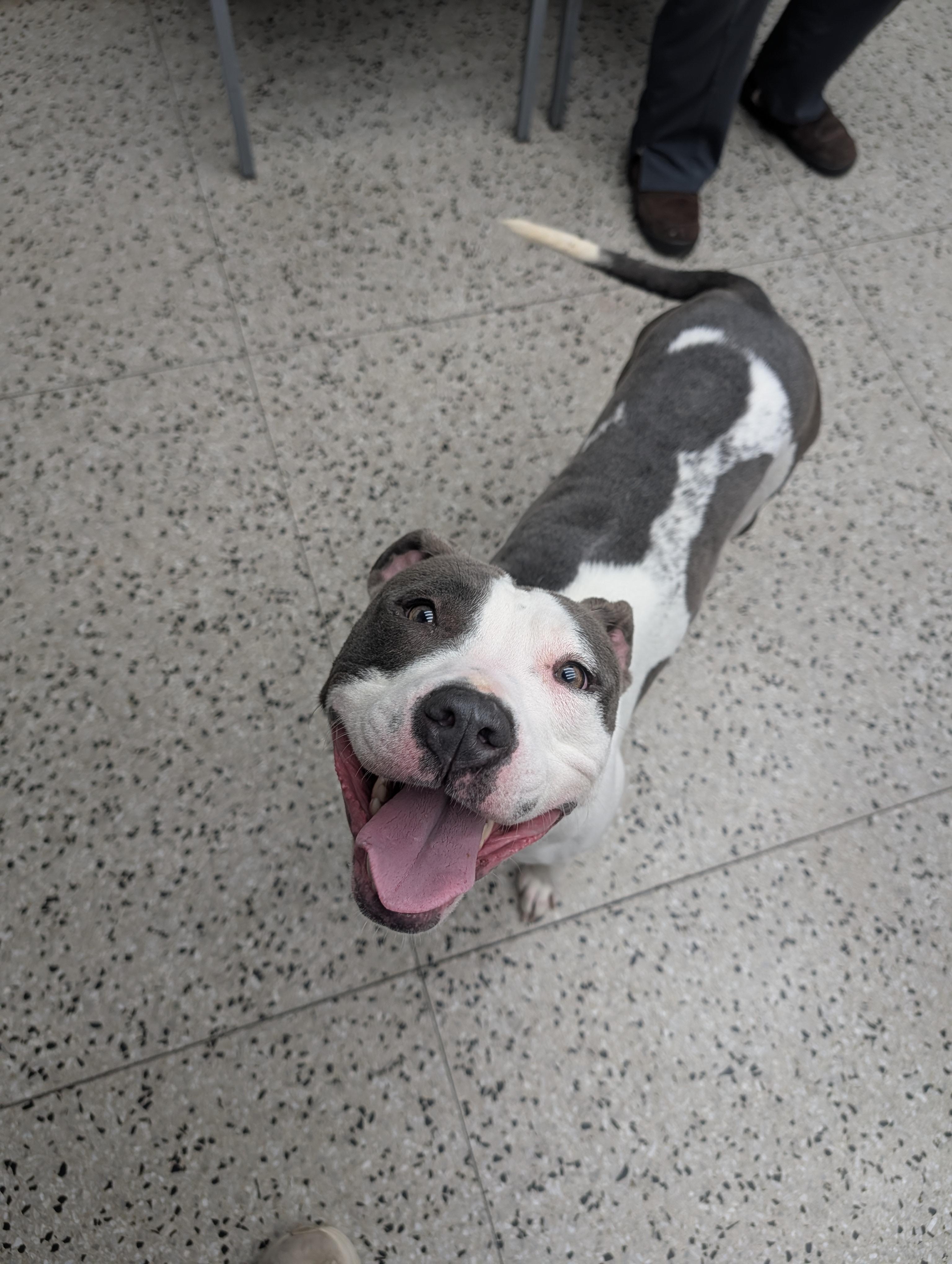 Enlarge Lily, a ADOPTABLE mixed breed in Columbus, OH image 2/5