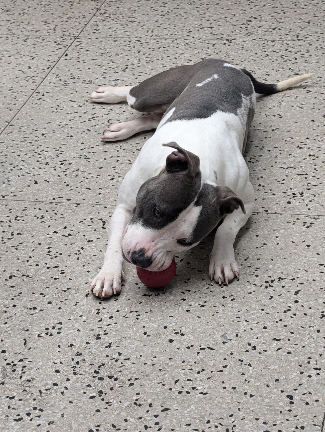 Enlarge Lily, a ADOPTABLE mixed breed in Columbus, OH image 5/5