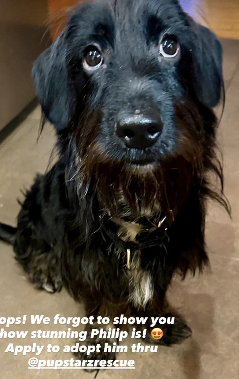 Phillip, an adopted mixed breed in New York, NY image 2/4