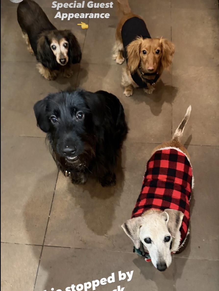 Phillip, an adopted mixed breed in New York, NY image 3/4