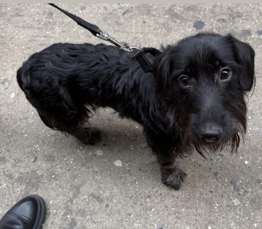 Phillip, an adopted mixed breed in New York, NY image 1/4