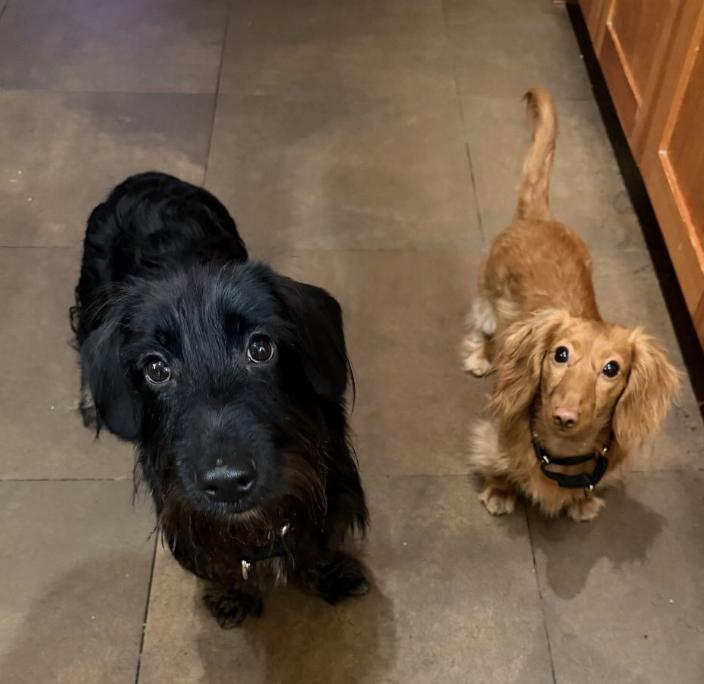 Phillip, an adopted mixed breed in New York, NY image 4/4