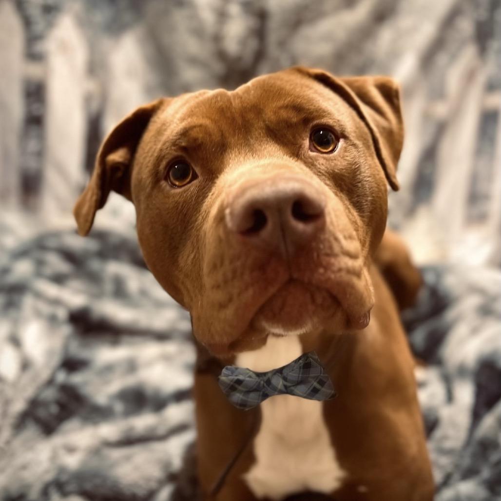 Enlarge Loki, a Adoptable Pit Bull Terrier in Harrisville, WV image 1/3