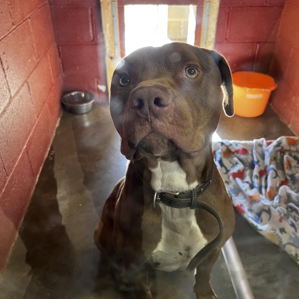 Enlarge Loki, a Adoptable Pit Bull Terrier in Harrisville, WV image 2/3