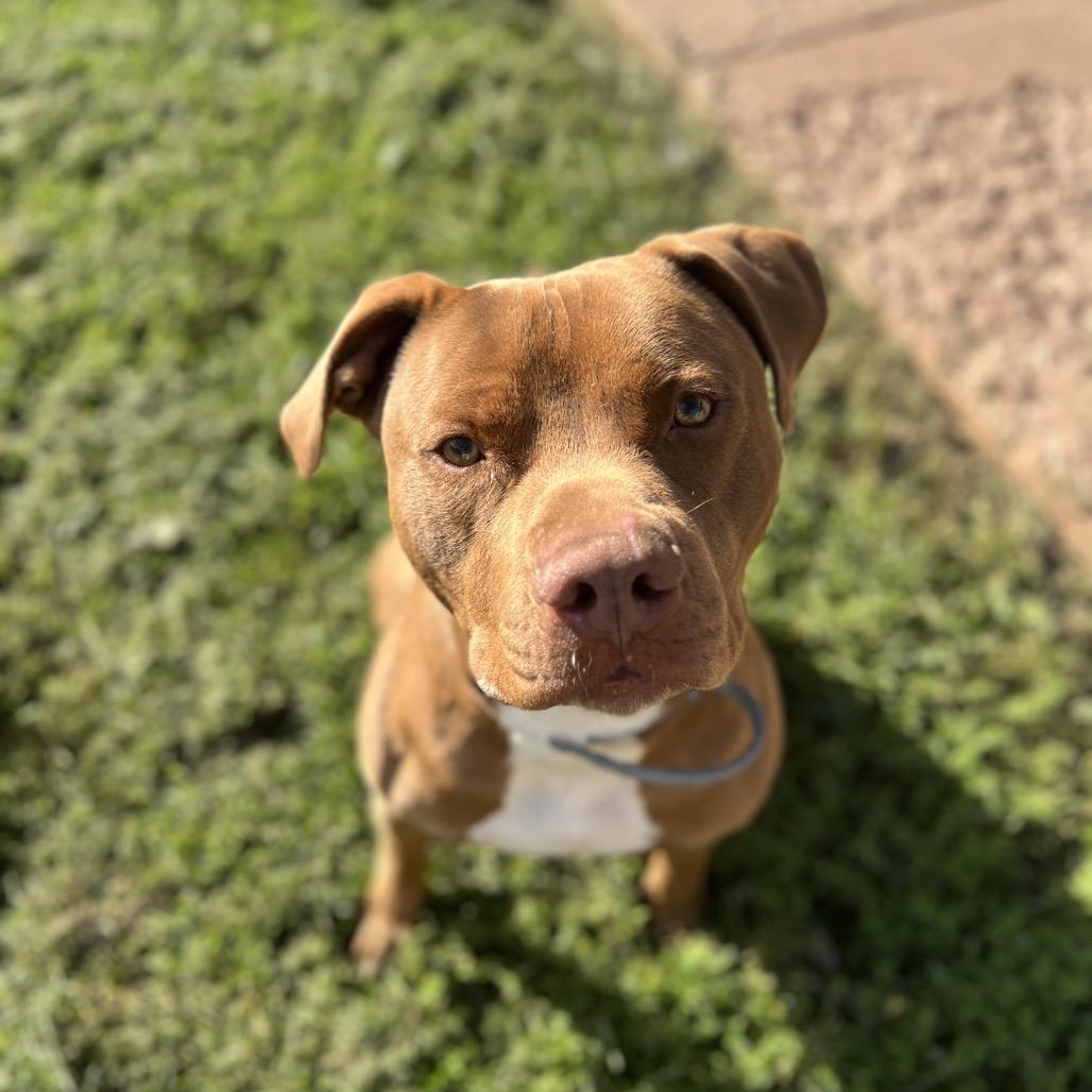 Enlarge Loki, a Adoptable Pit Bull Terrier in Harrisville, WV image 3/5
