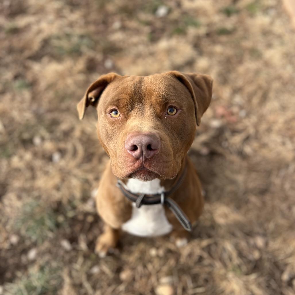 Enlarge Loki, a Adoptable Pit Bull Terrier in Harrisville, WV image 3/3