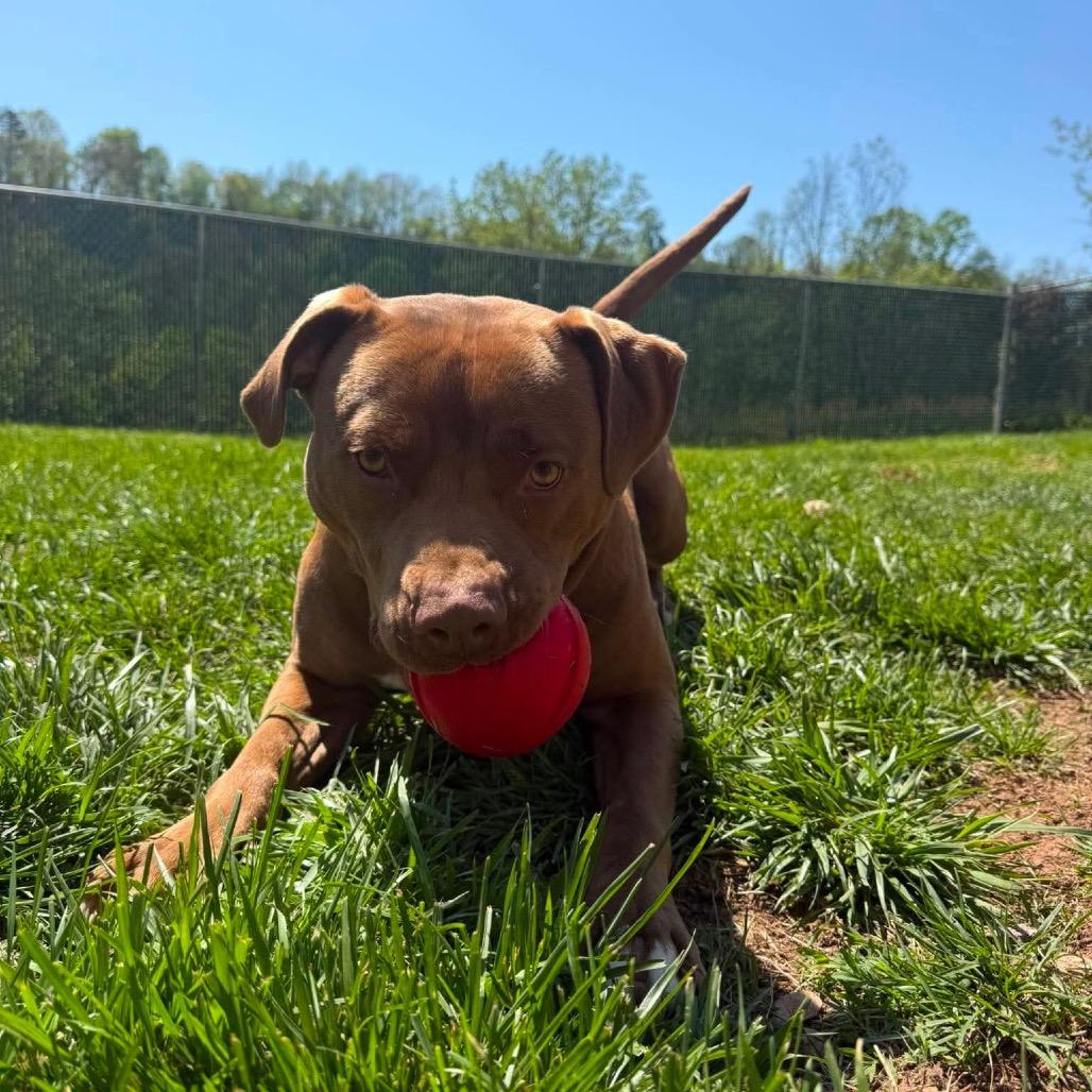 Enlarge Loki, a Adoptable Pit Bull Terrier in Harrisville, WV image 5/5