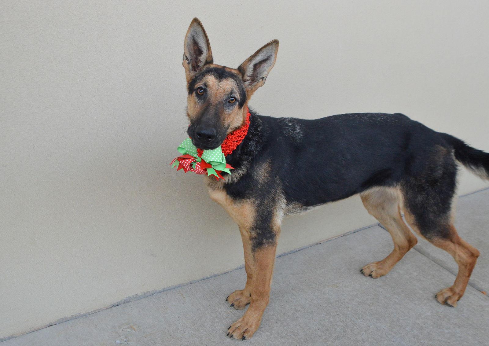 Enlarge Figgy, a Adoptable Mixed Breed in McKinney, TX image 1/3