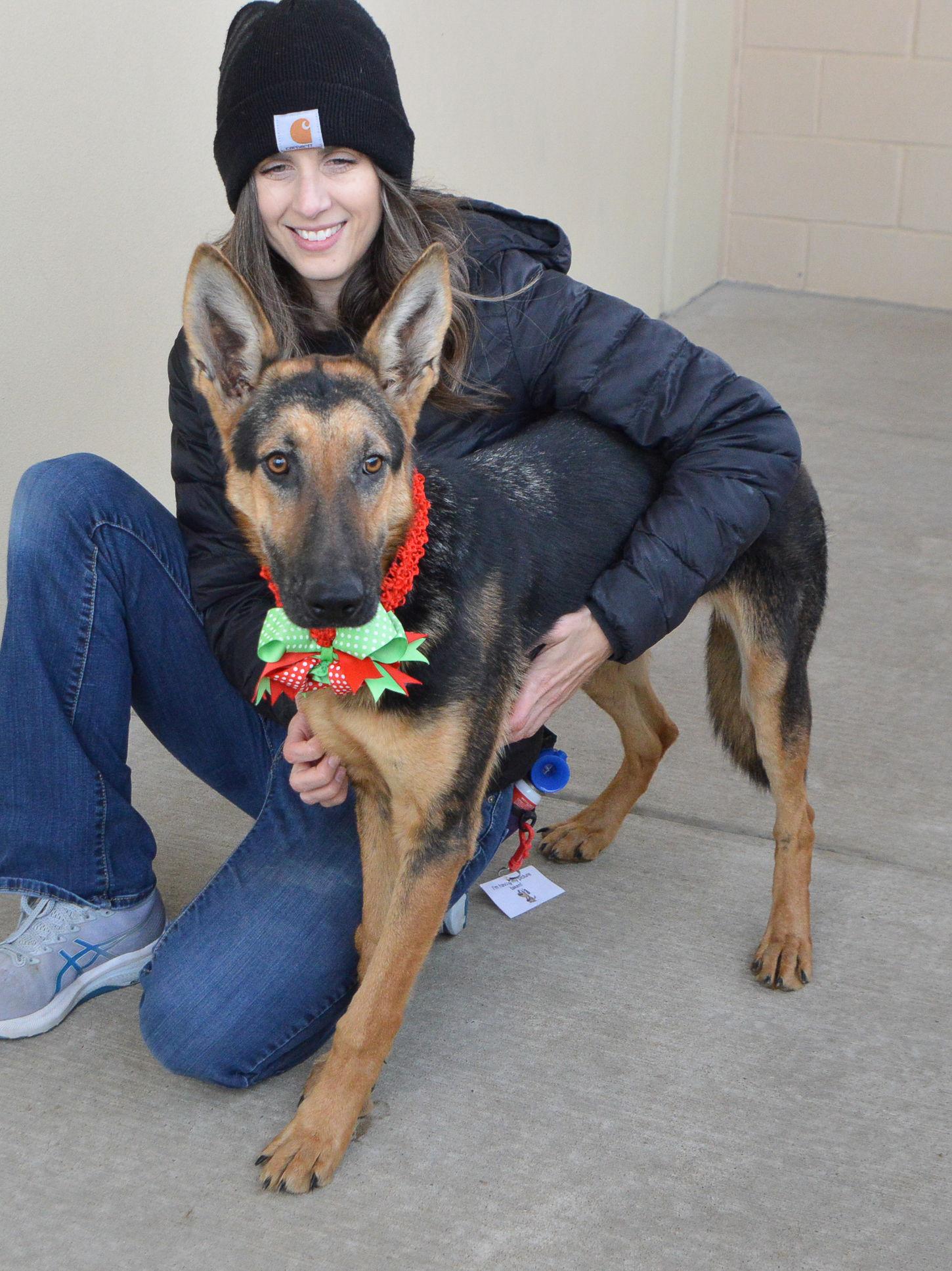 Enlarge Figgy, a Adoptable Mixed Breed in McKinney, TX image 2/3