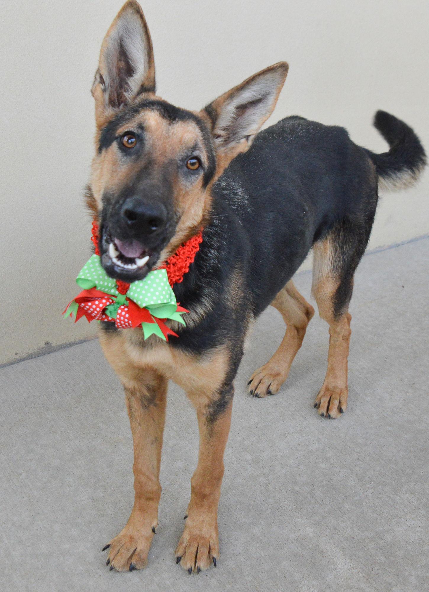 Enlarge Figgy, a Adoptable Mixed Breed in McKinney, TX image 3/3