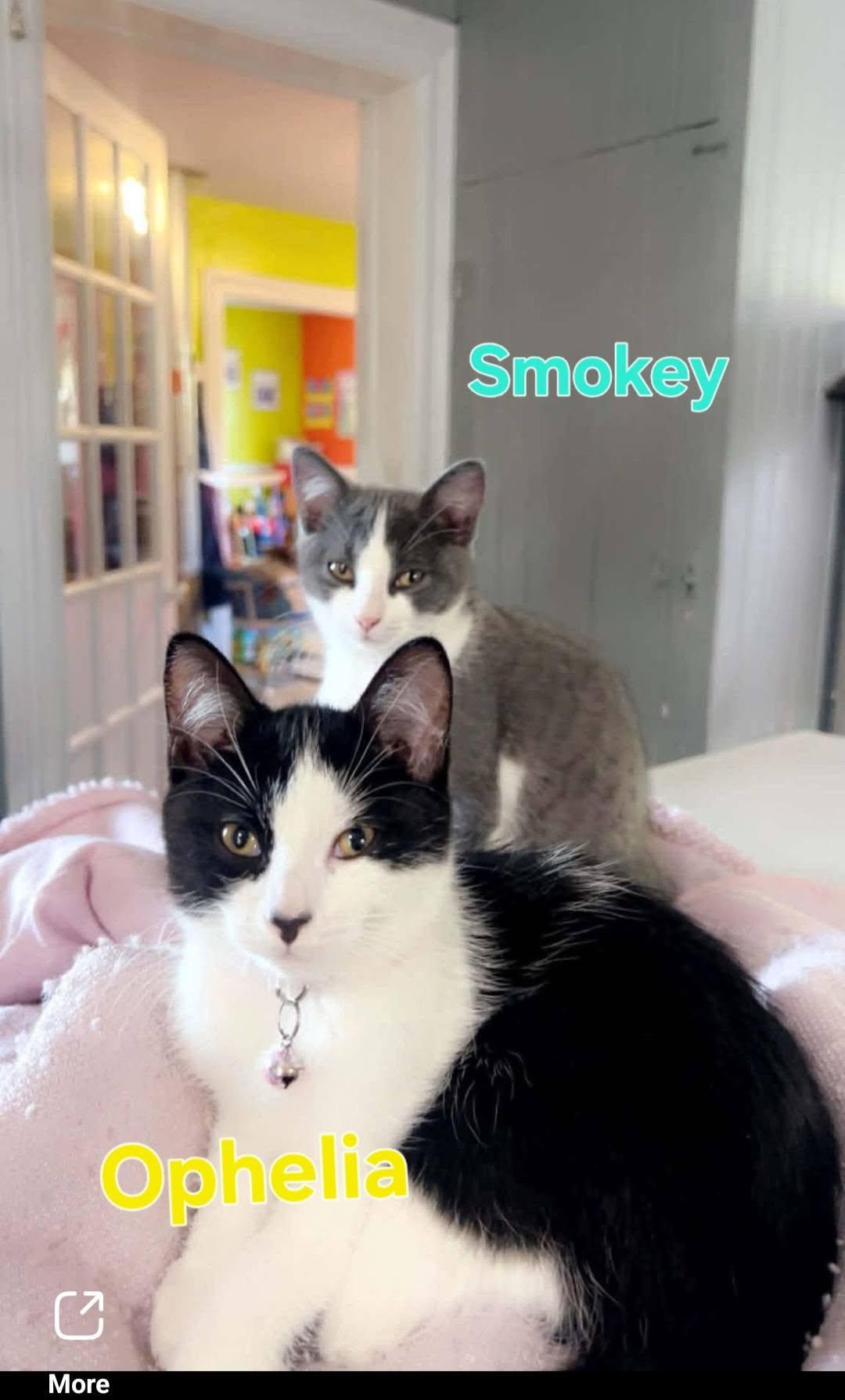 Enlarge Ophelia Smokey, a Adoptable Domestic Short Hair in Bristol, QC image 2/4