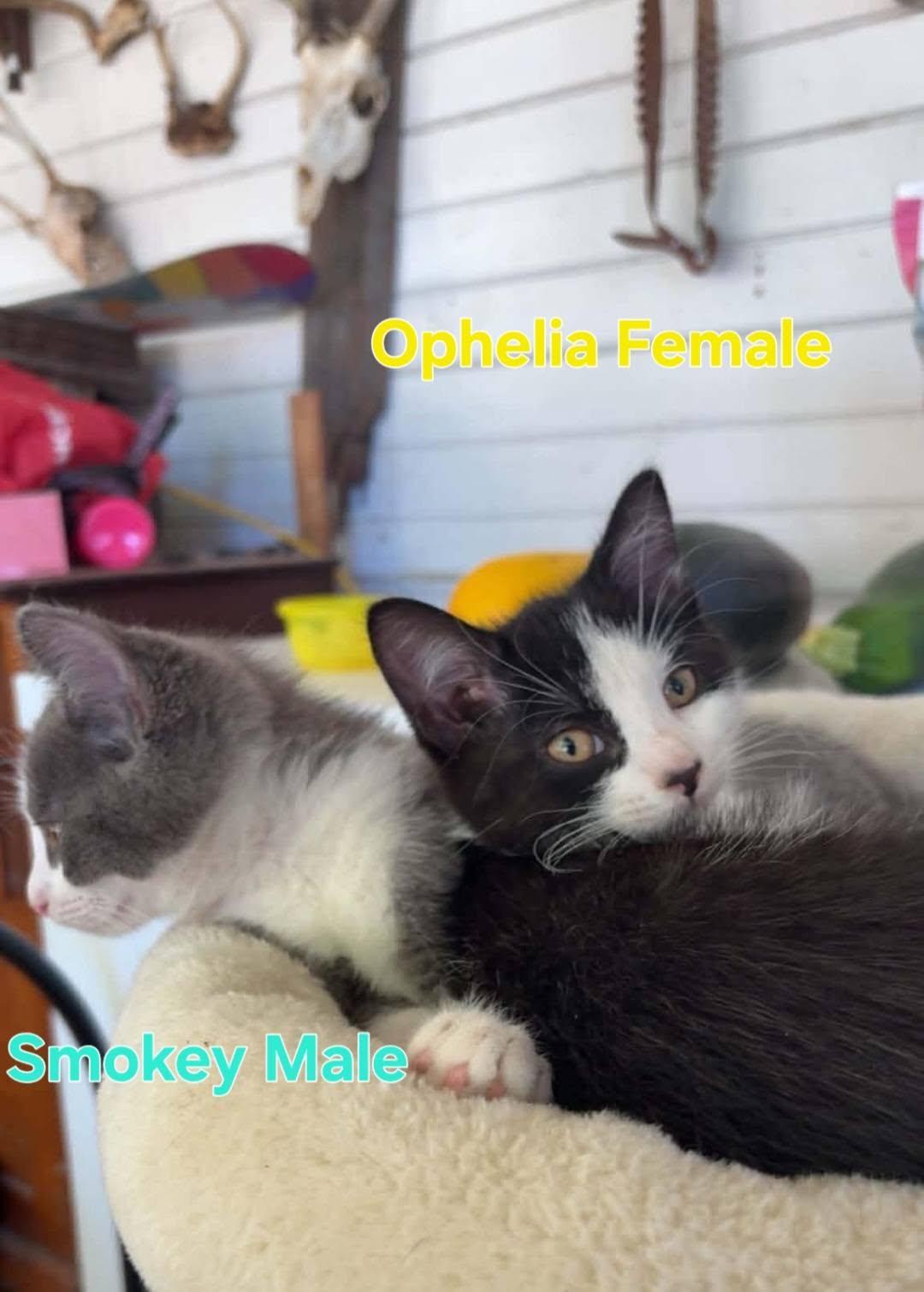 Enlarge Ophelia Smokey, a Adoptable Domestic Short Hair in Bristol, QC image 1/4