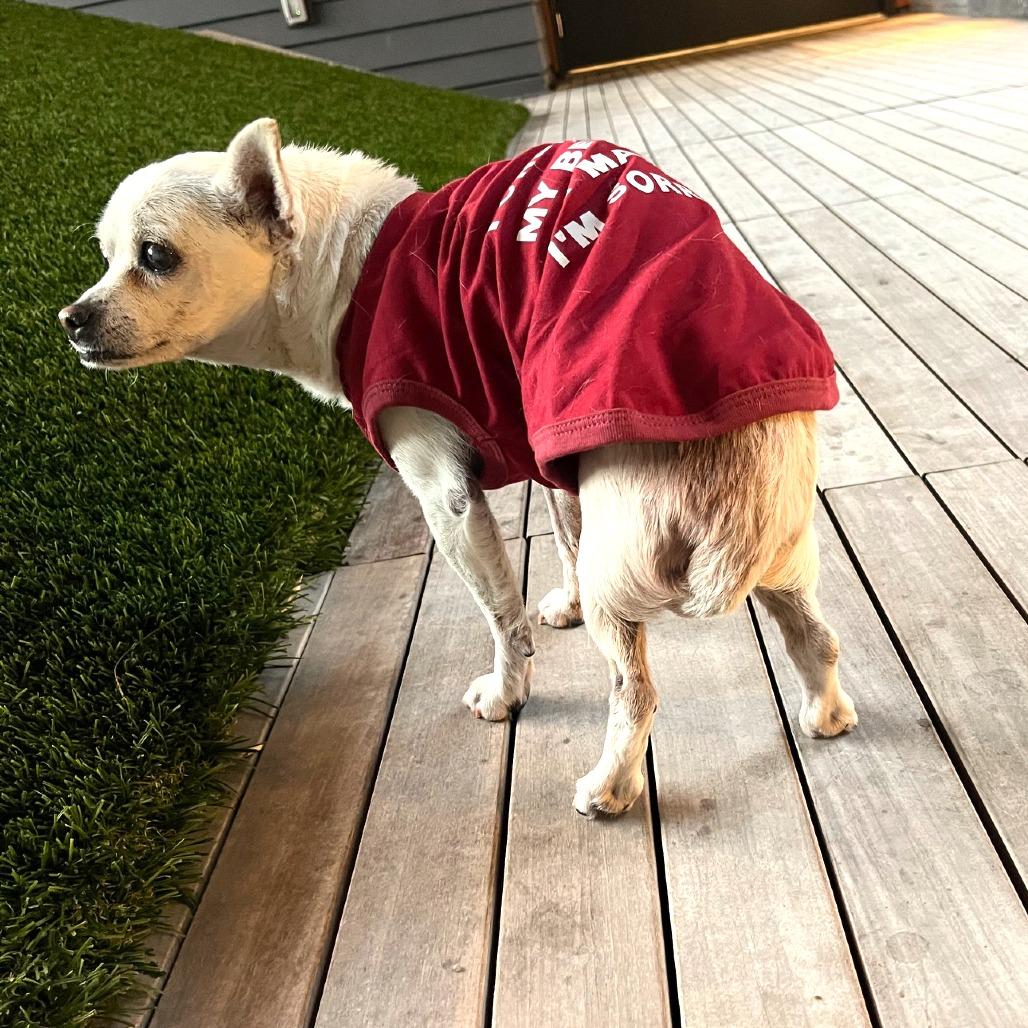 Mrs Judo 13718, Adoptable, Senior Female Chihuahua.