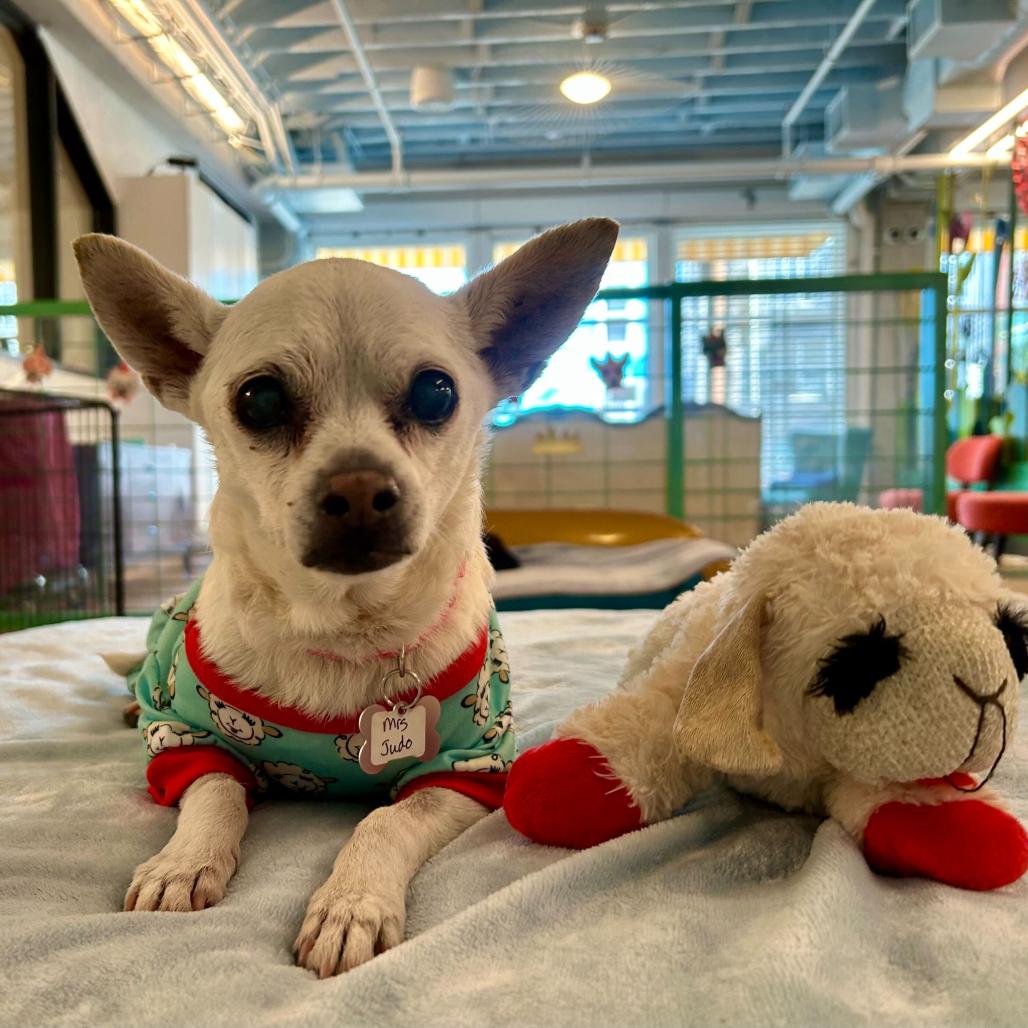 Mrs Judo 13718, Adoptable, Senior Female Chihuahua.