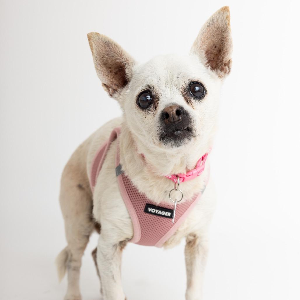 Mrs Judo 13718, Adoptable, Senior Female Chihuahua.