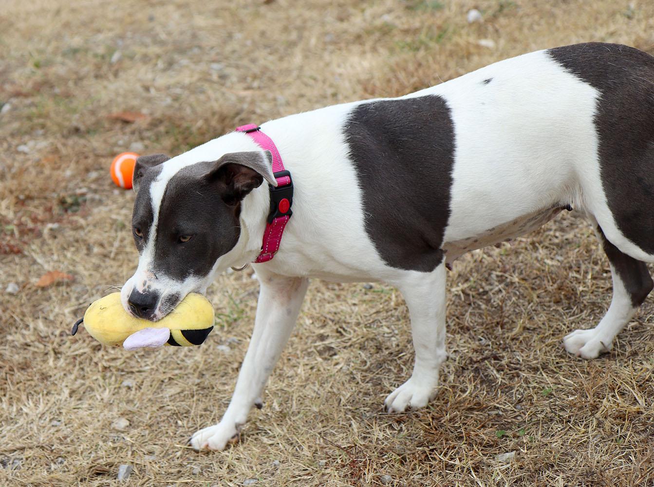 Enlarge Gaela (AO35325), a Adoptable mixed breed in Kansas City, KS image 2/5