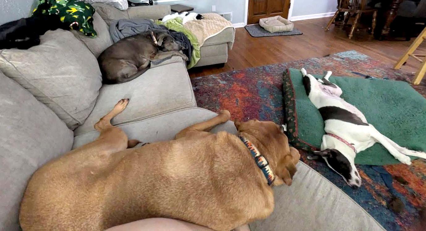 Gaela (AO35325), a Adoptable mixed breed in Kansas City, KS image 4/6