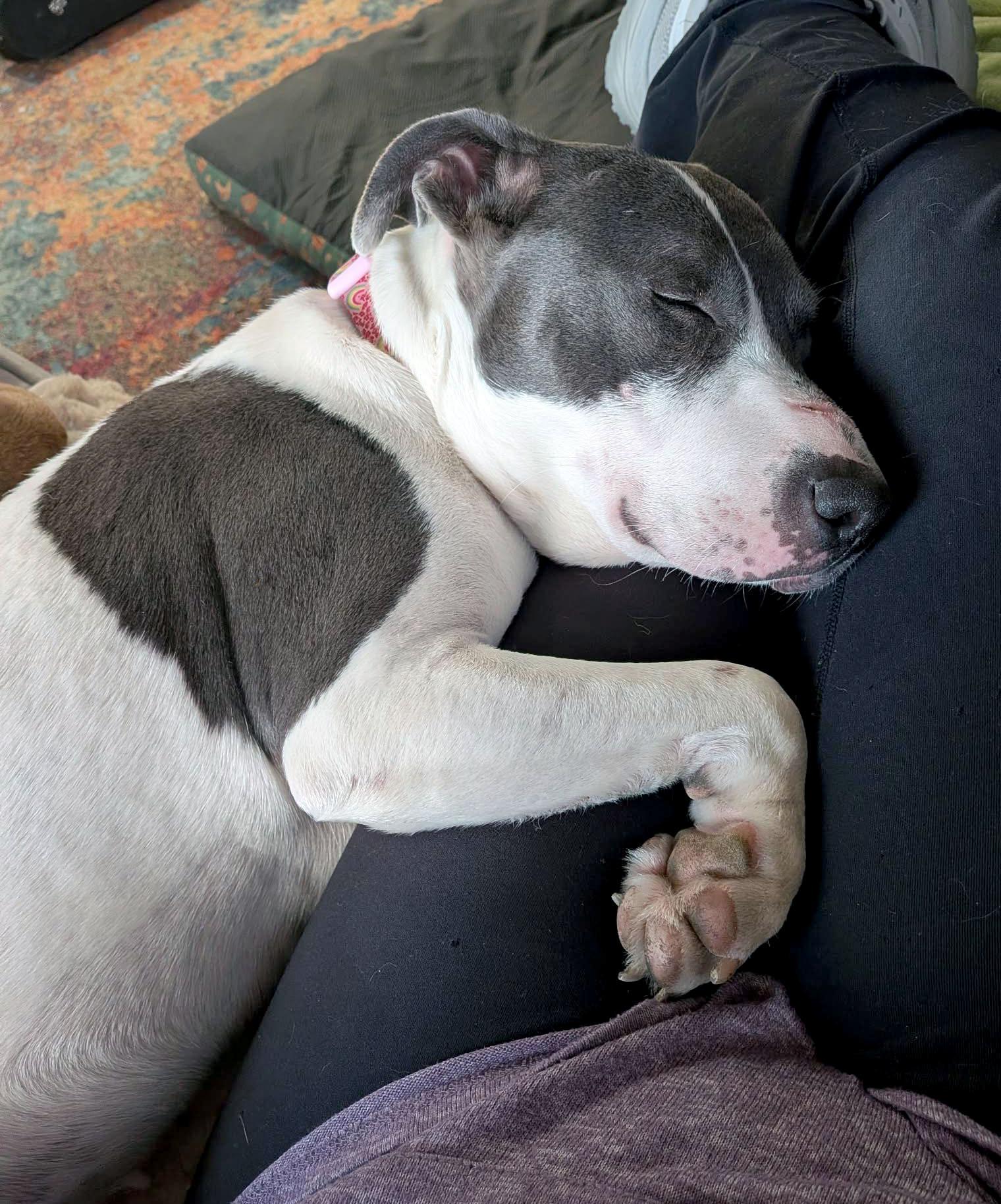 Gaela (AO35325), a Adoptable mixed breed in Kansas City, KS image 3/6