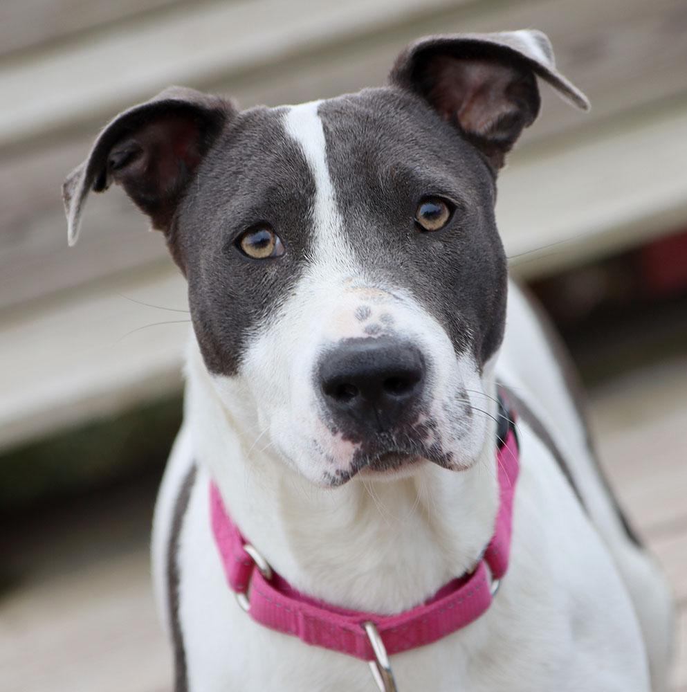 Enlarge Gaela (AO35325), a Adoptable mixed breed in Kansas City, KS image 5/5