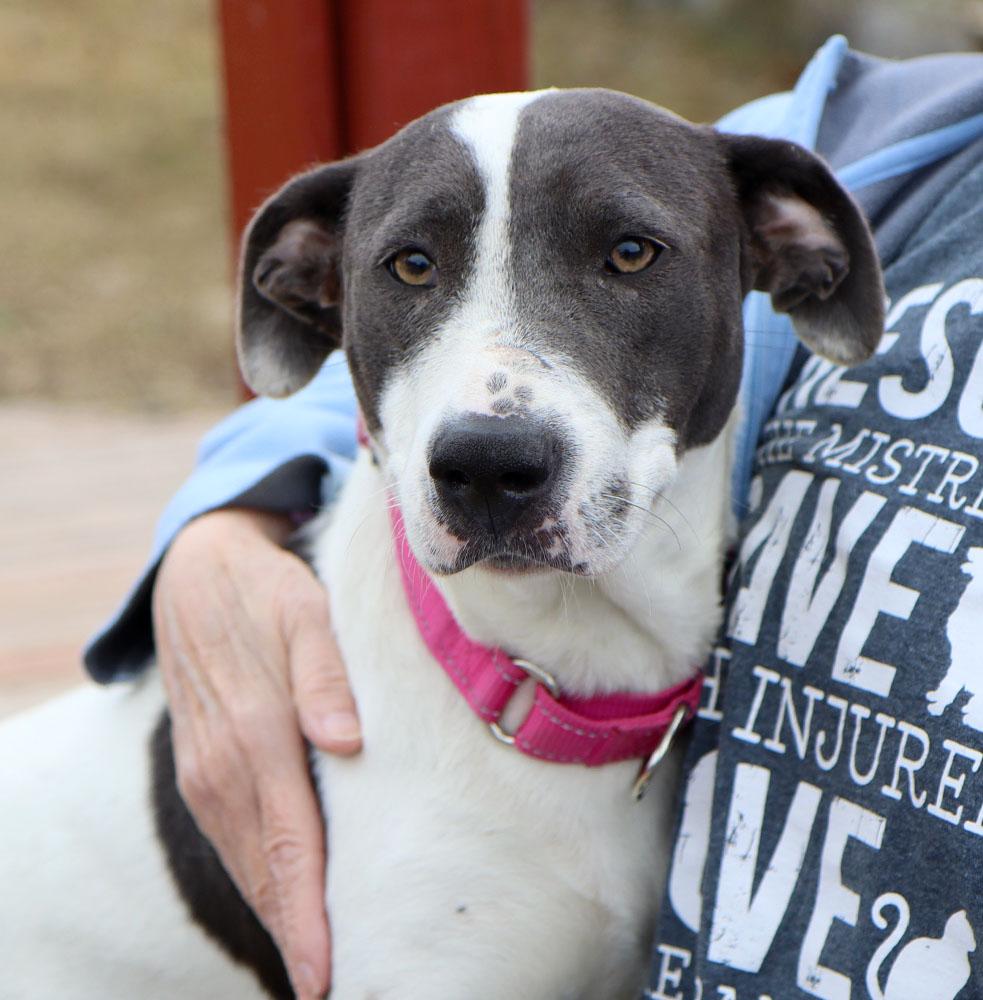 Enlarge Gaela (AO35325), a Adoptable mixed breed in Kansas City, KS image 3/5