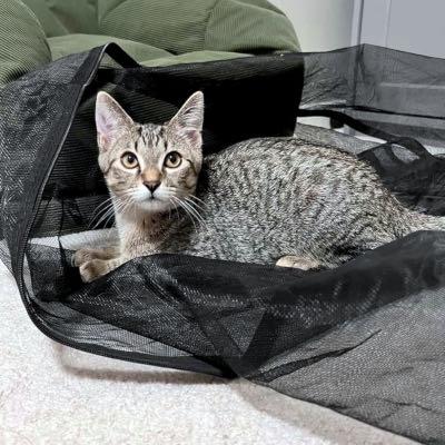 Frodo & Arwen, an adopted Domestic Short Hair in Mississauga, ON image 1/5