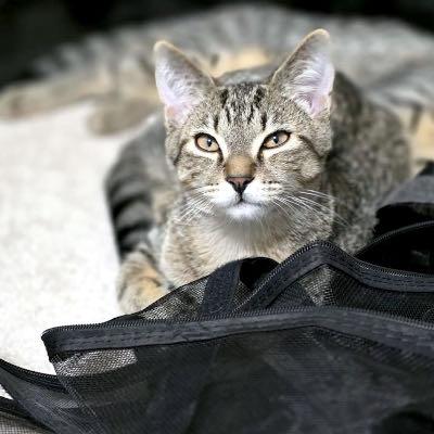 Frodo & Arwen, an adopted Domestic Short Hair in Mississauga, ON image 3/5