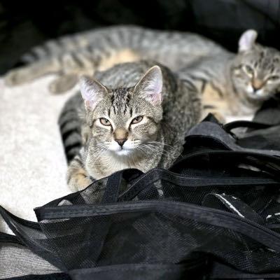 Frodo & Arwen, an adopted Domestic Short Hair in Mississauga, ON image 2/5