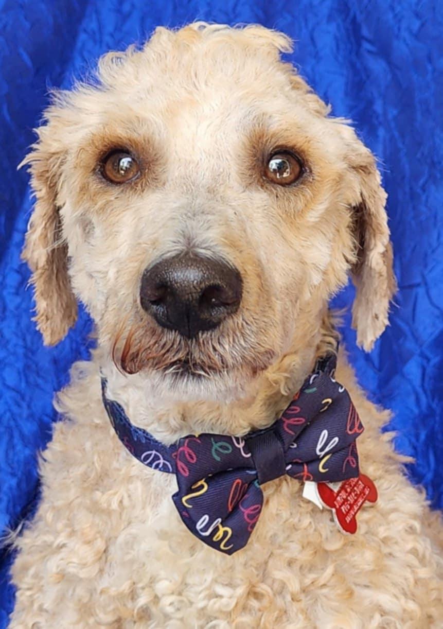 Enlarge Max Darien, a Adoptable mixed breed in Cuba, NY image 2/3