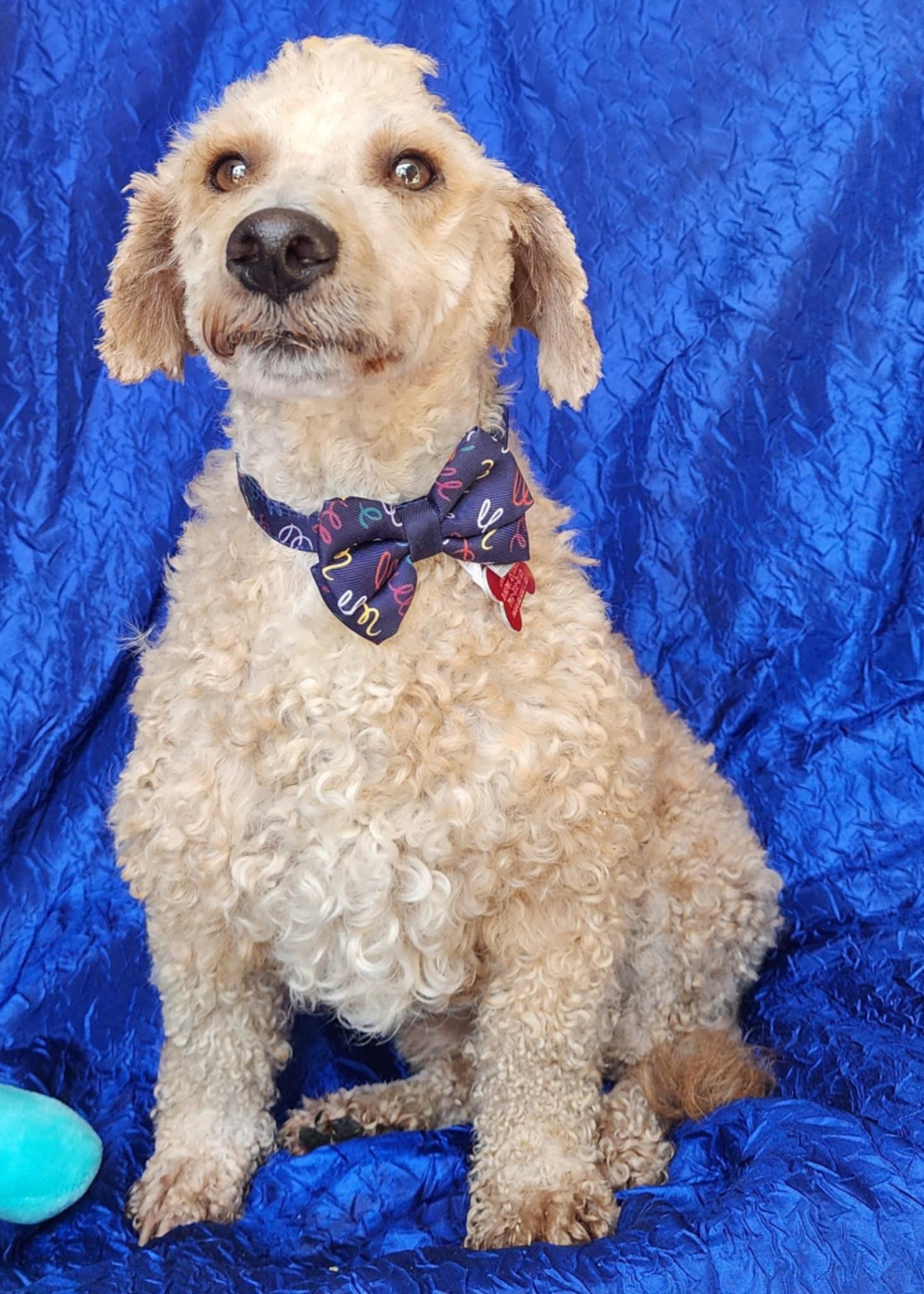 Enlarge Max Darien, a Adoptable mixed breed in Cuba, NY image 3/3