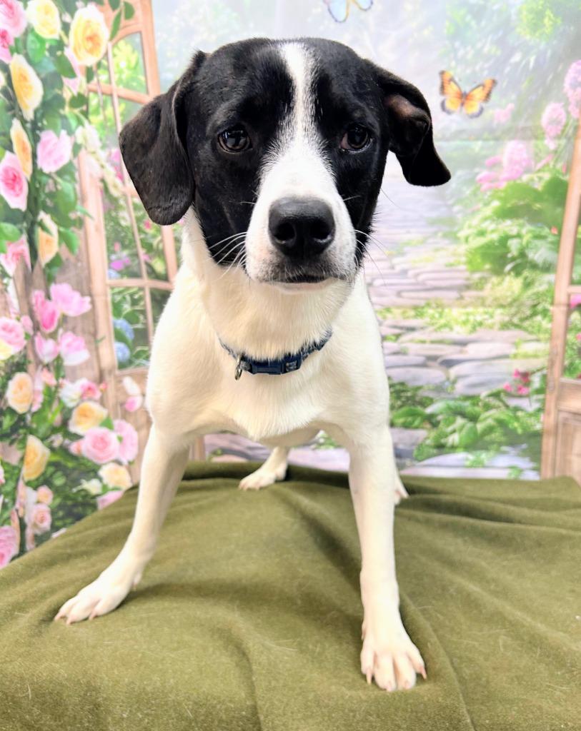 Barney, Adoptable, Young Male Beagle.