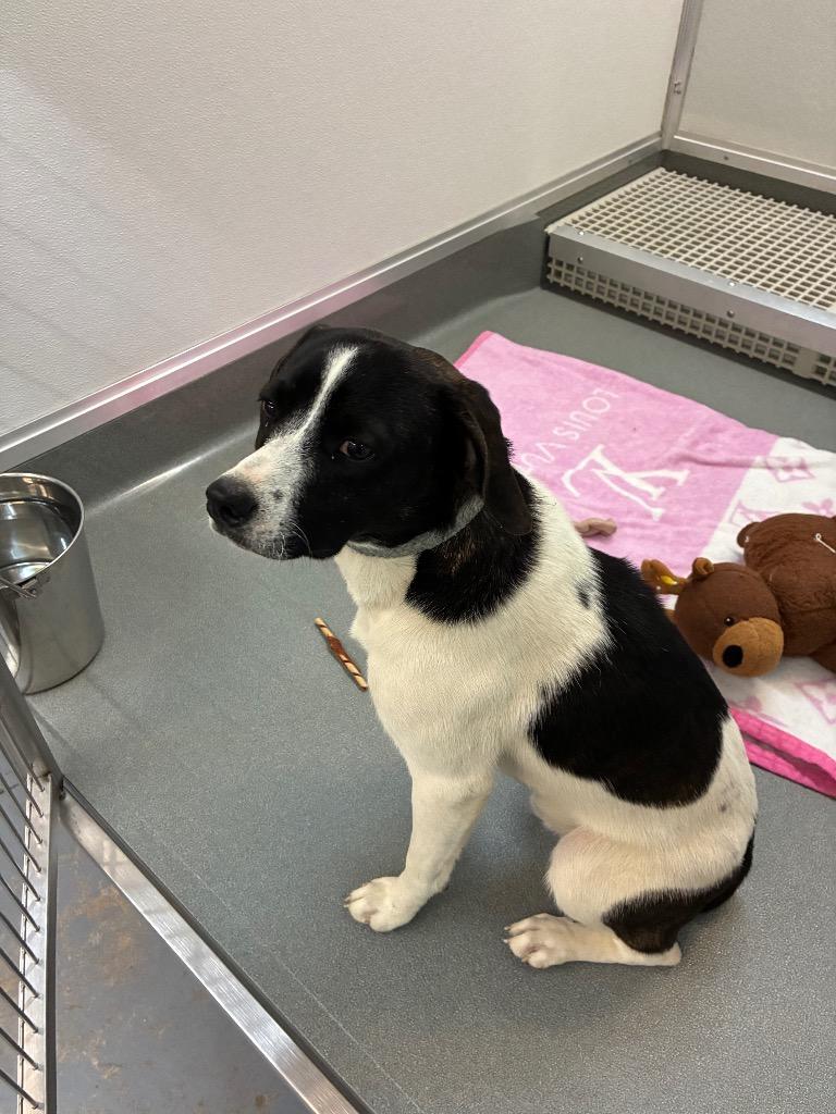 Enlarge Barney, a Adoptable mixed breed in Bryant, AR image 2/2