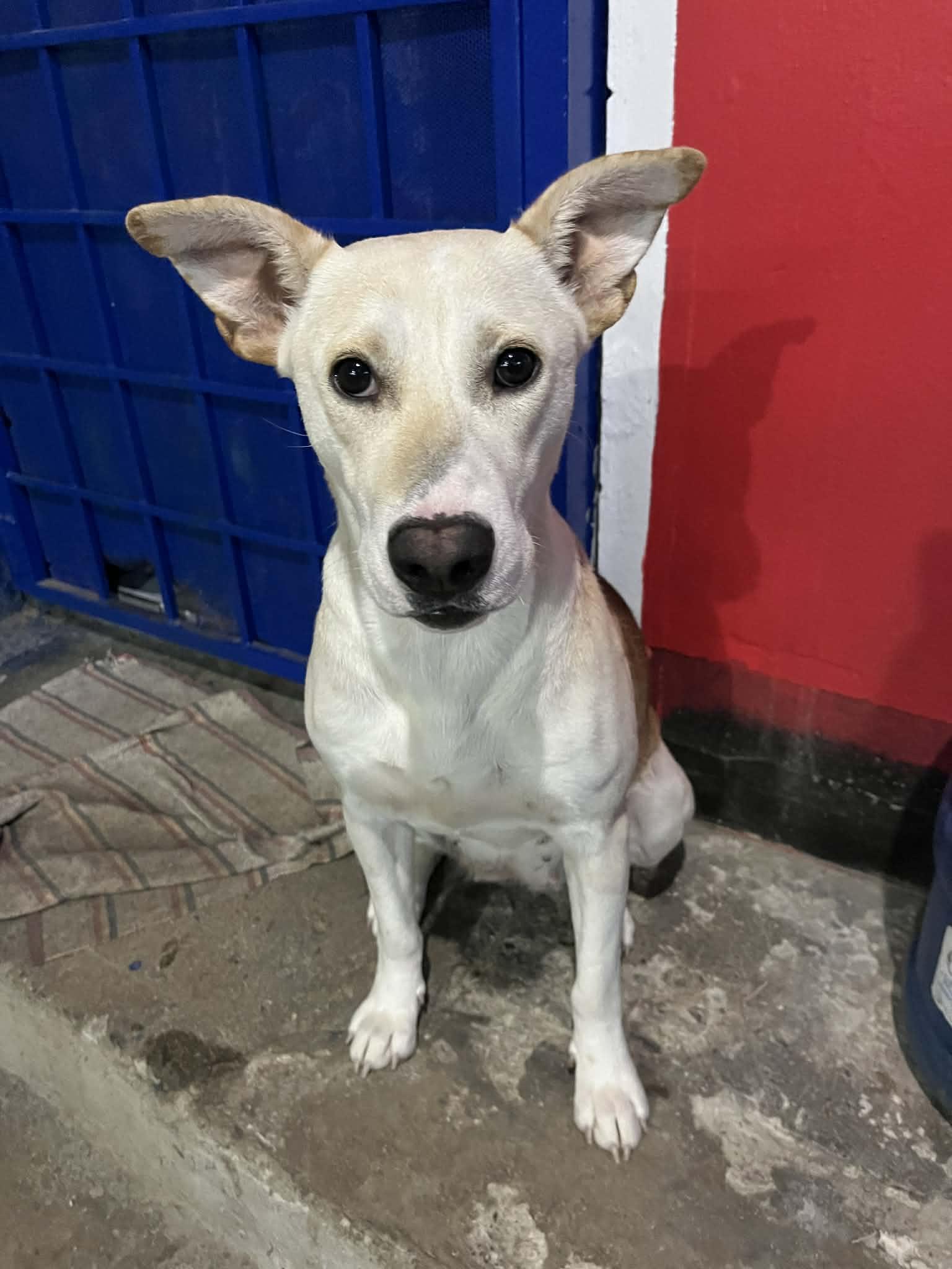 Enlarge Rubi, a ADOPTABLE mixed breed in Poway, CA image 2/5