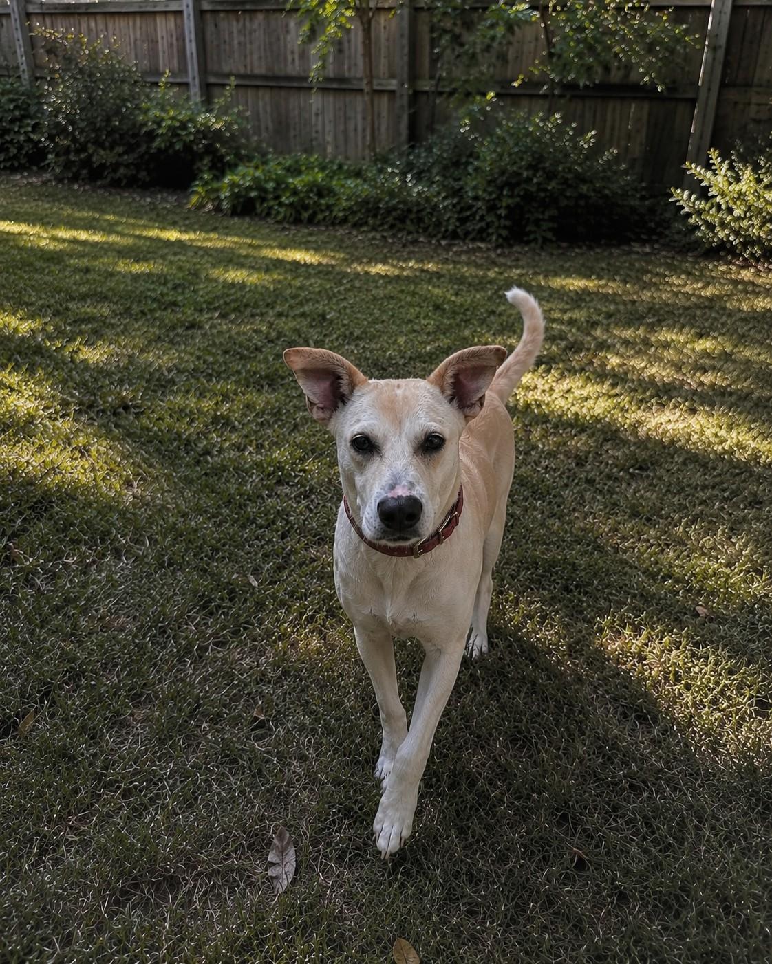Rubi, ADOPTABLE, Puppy Female Shepherd & Labrador Retriever.