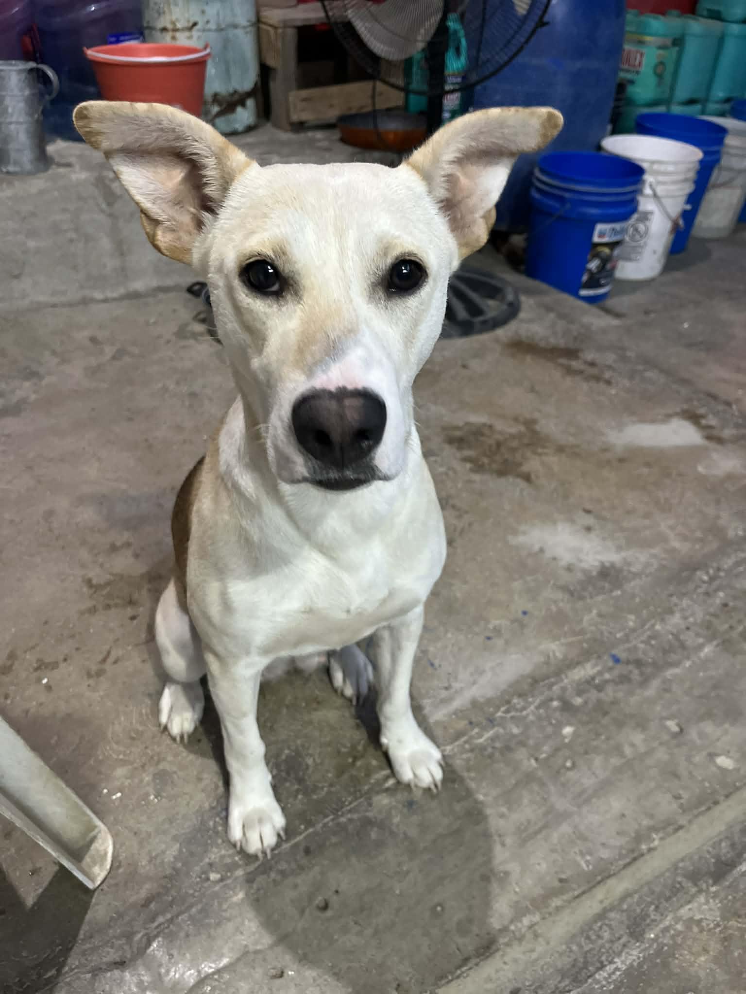 Enlarge Rubi, a ADOPTABLE mixed breed in Poway, CA image 1/5