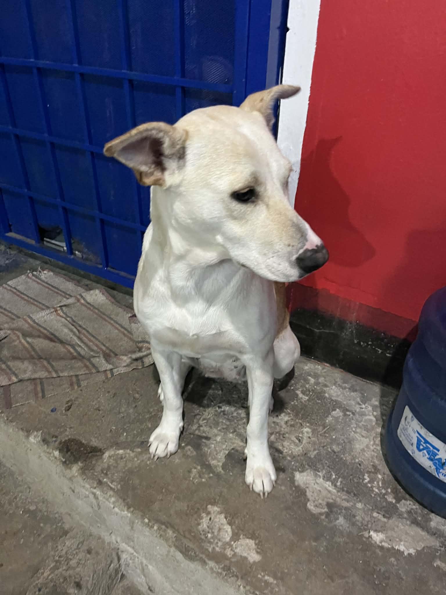 Enlarge Rubi, a ADOPTABLE mixed breed in Poway, CA image 4/5