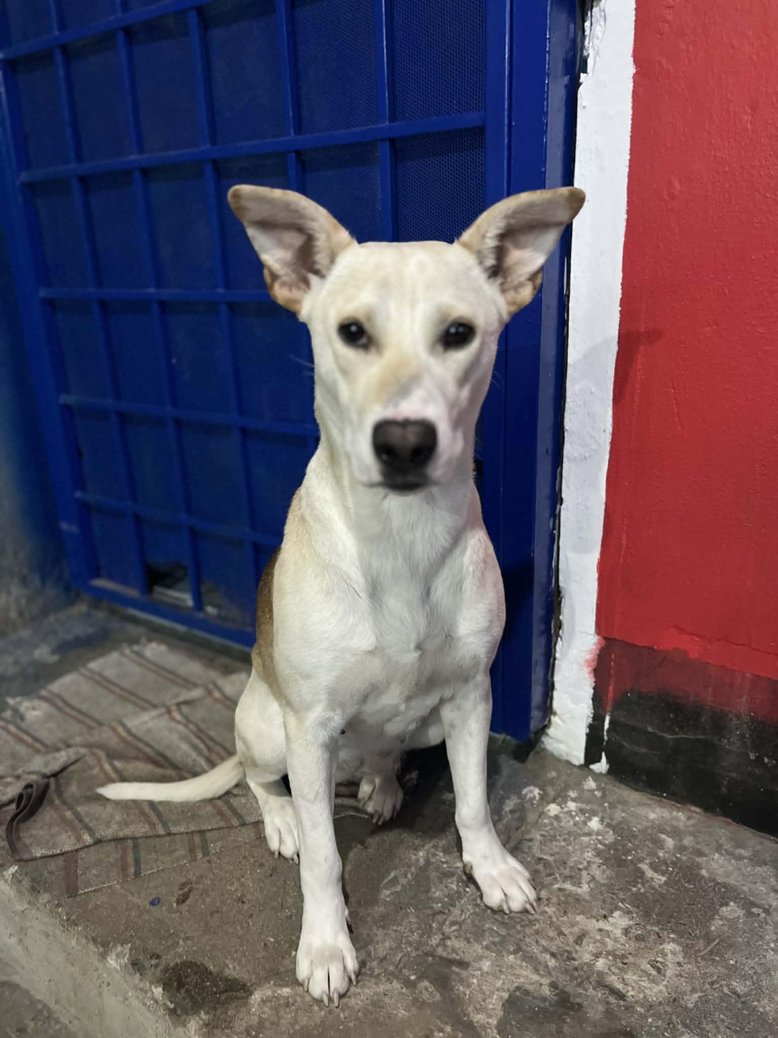 Enlarge Rubi, a ADOPTABLE mixed breed in Poway, CA image 3/5