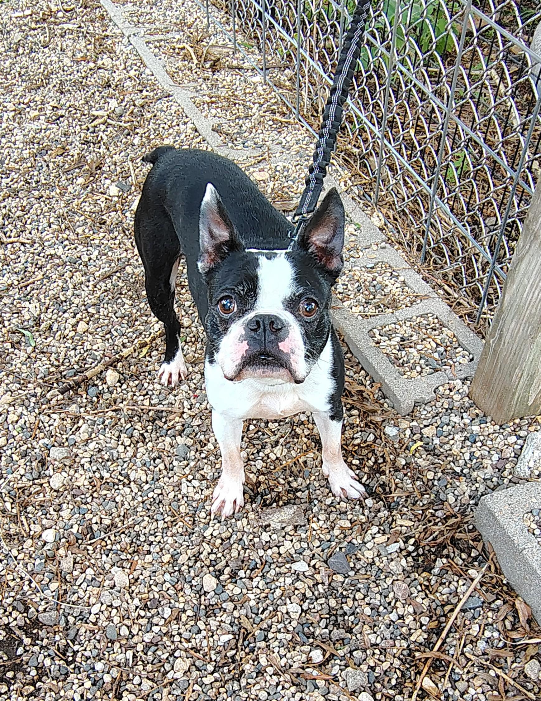 Bubby, a ADOPTABLE Boston Terrier in Rockwell City, IA image 2/2