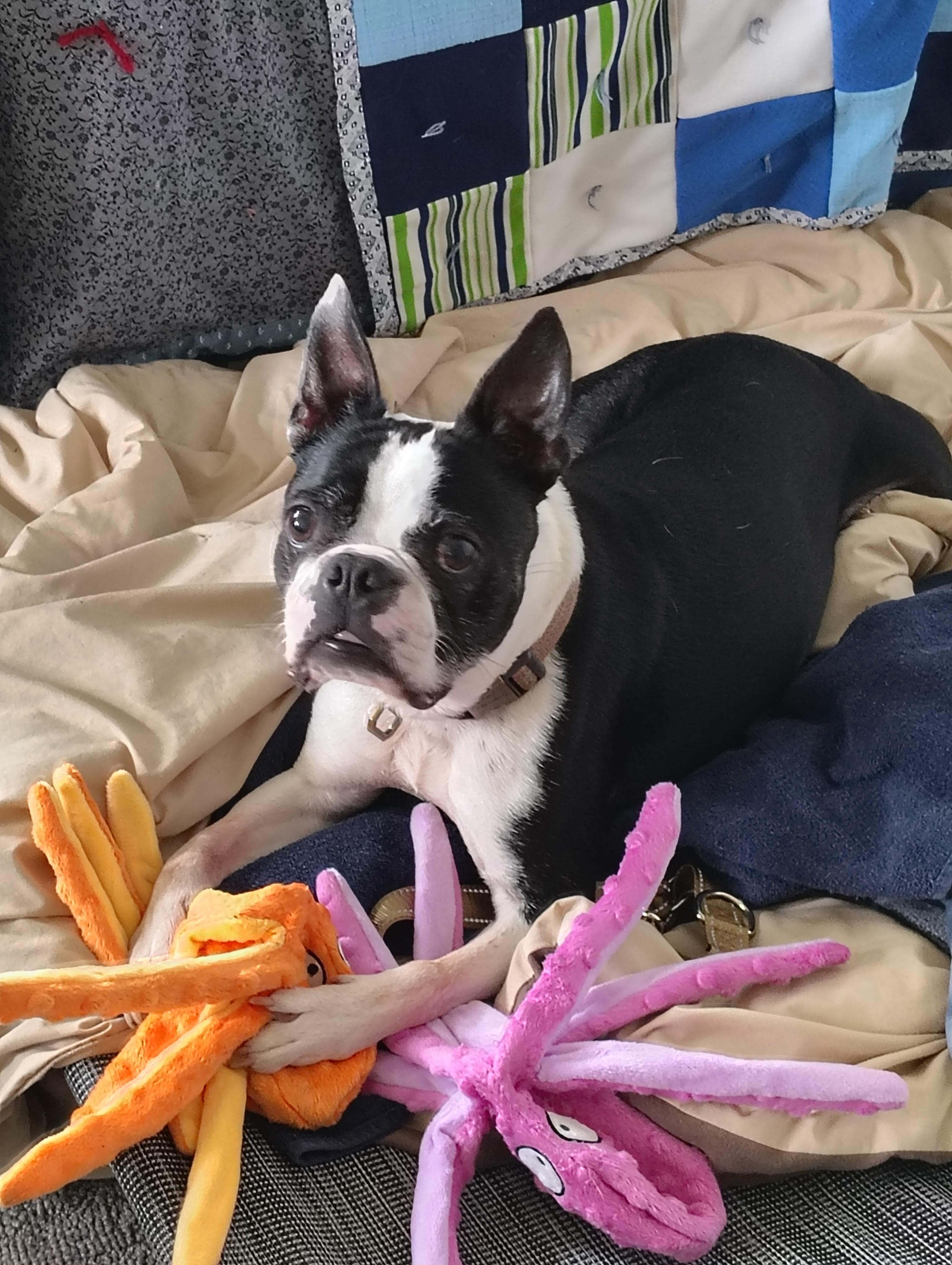 Bubby, ADOPTABLE, Senior Male Boston Terrier.