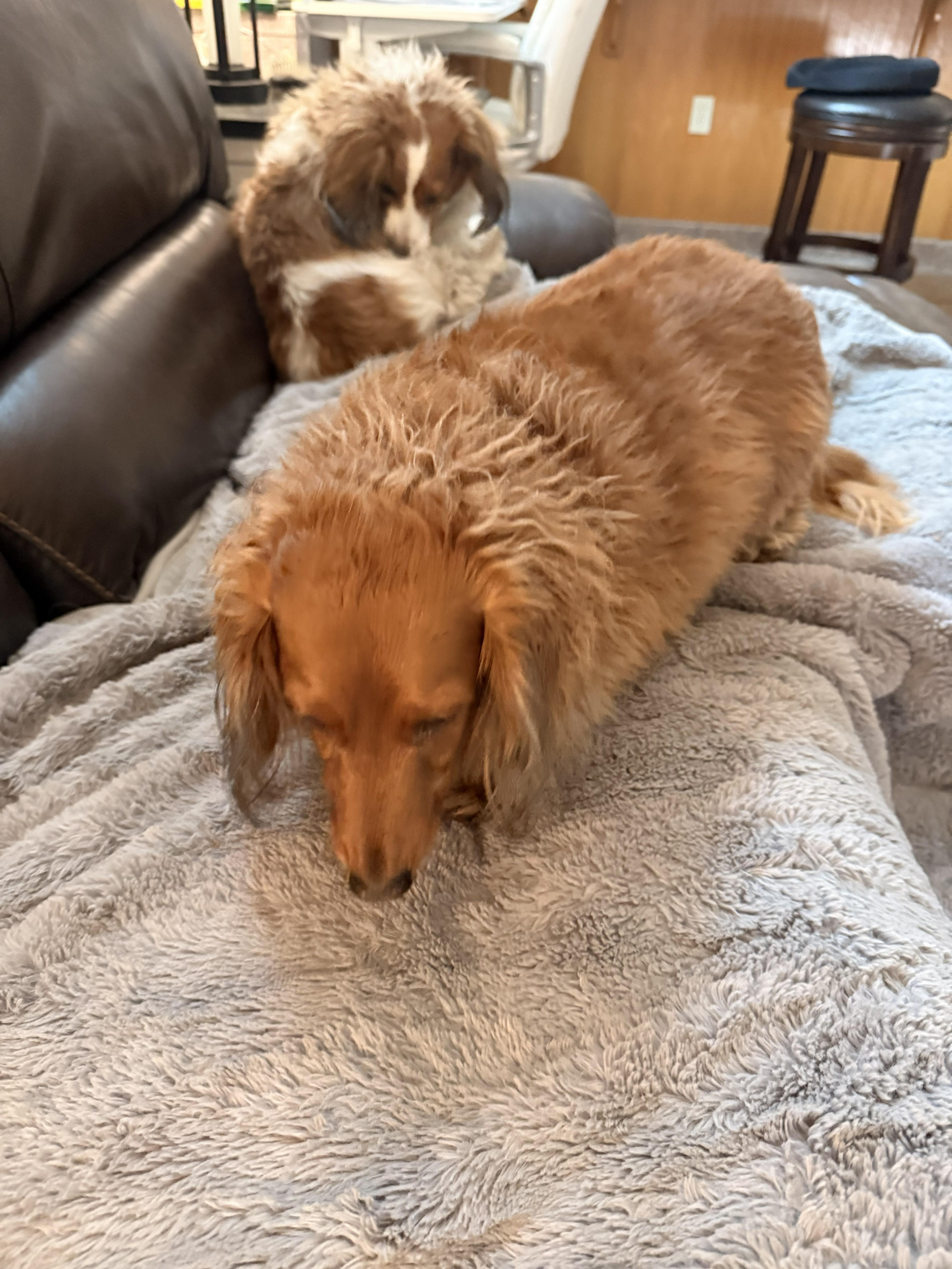 Enlarge Athena, an adopted Dachshund (Long Haired) in Sacramento, CA image 3/4