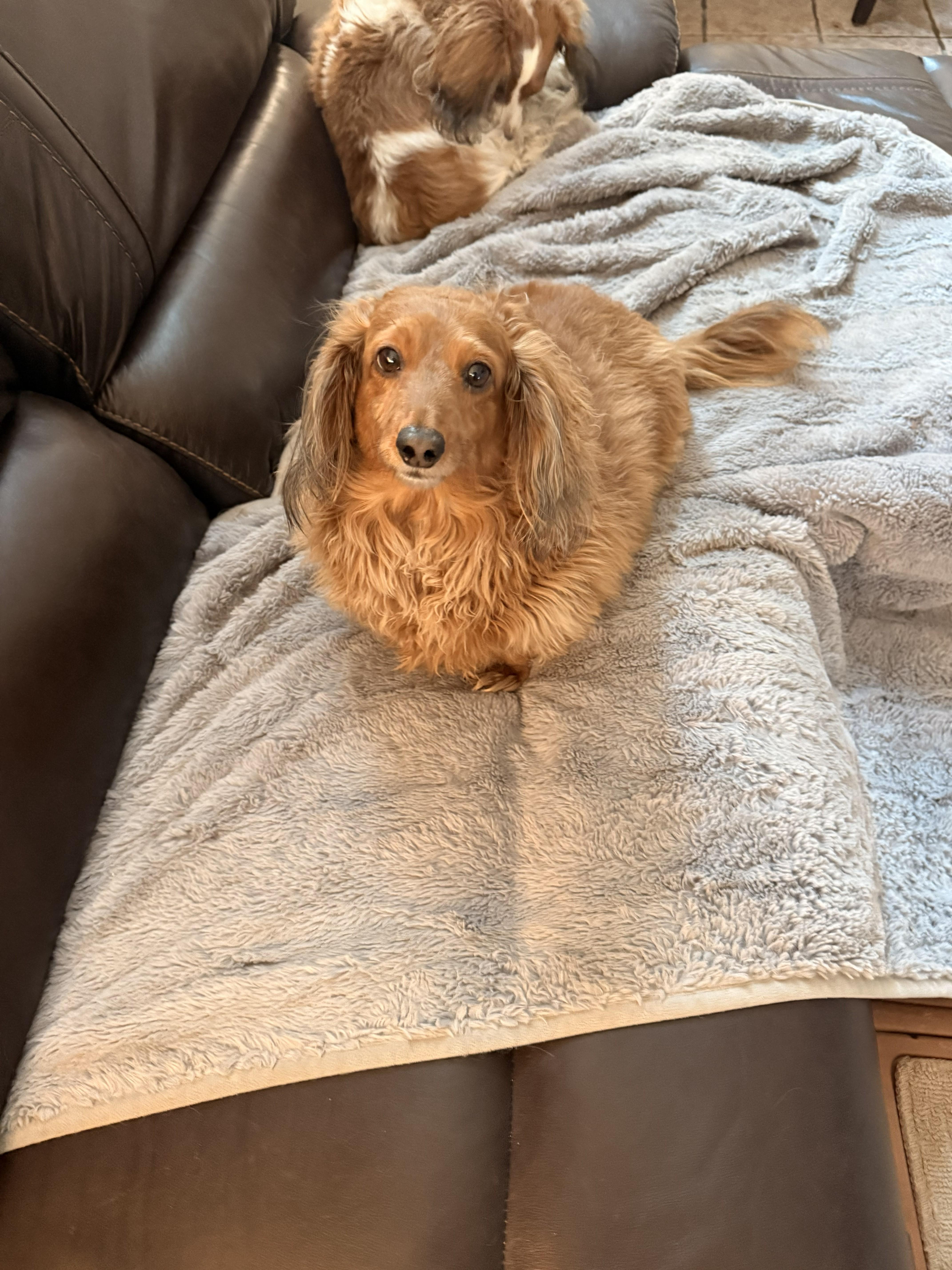 Enlarge Athena, an adopted Dachshund (Long Haired) in Sacramento, CA image 2/4