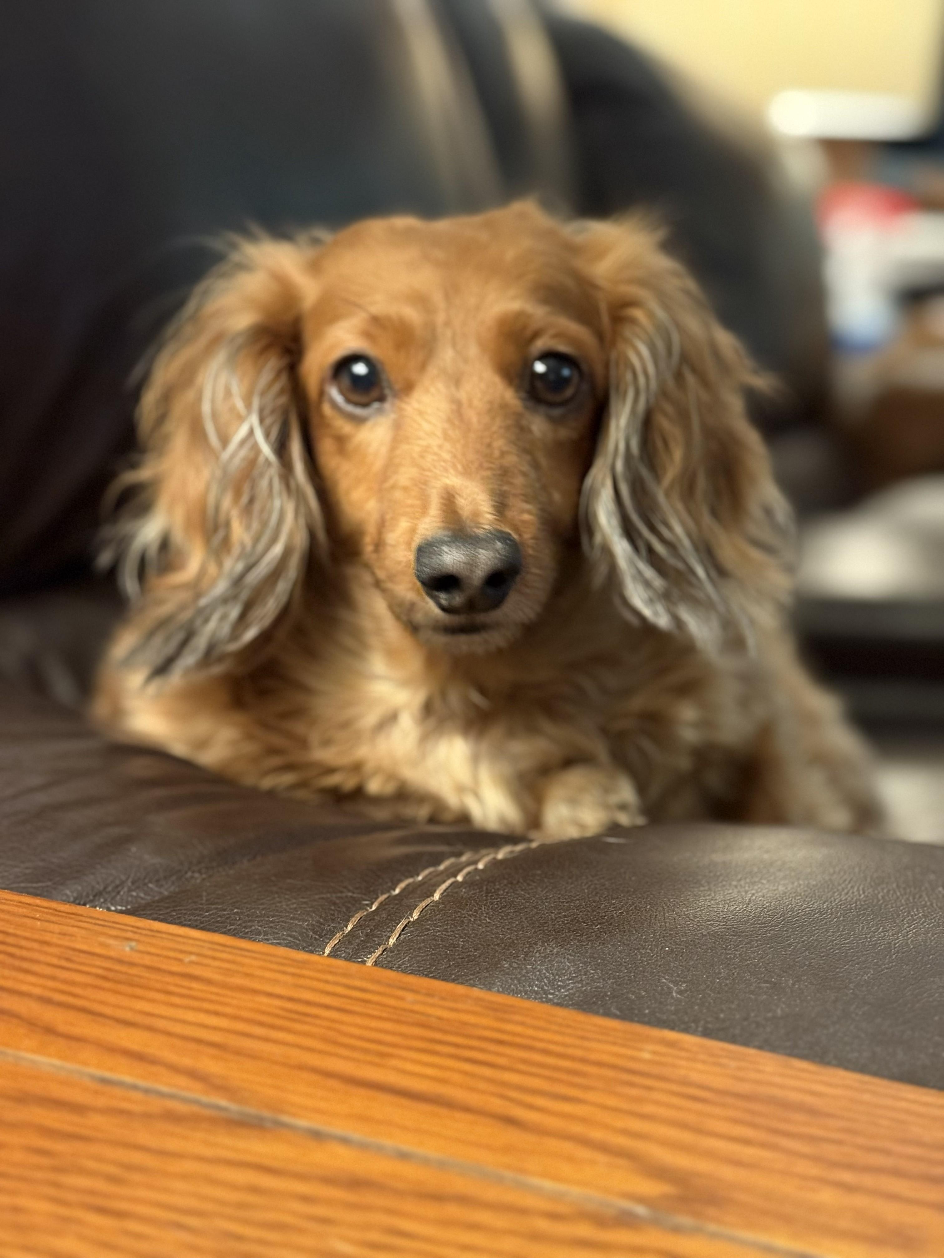 Enlarge Athena, an adopted Dachshund (Long Haired) in Sacramento, CA image 1/4