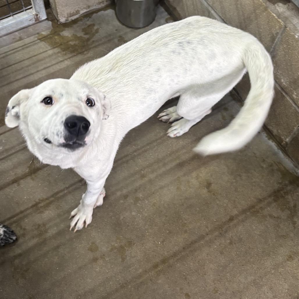 Blanca, Adoptable, Young Female Australian Cattle Dog / Blue Heeler & Mixed Breed.