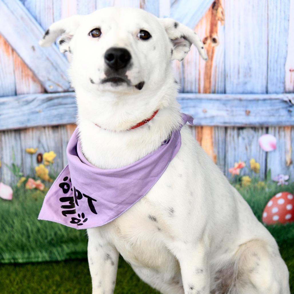 Blanca, a Adoptable mixed breed in Floresville, TX image 3/6