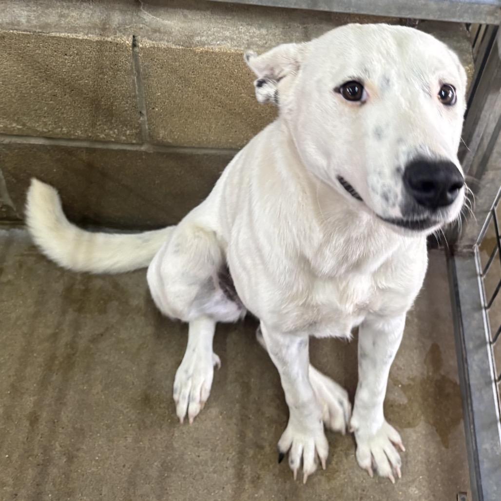 Blanca, Adoptable, Young Female Australian Cattle Dog / Blue Heeler & Mixed Breed.