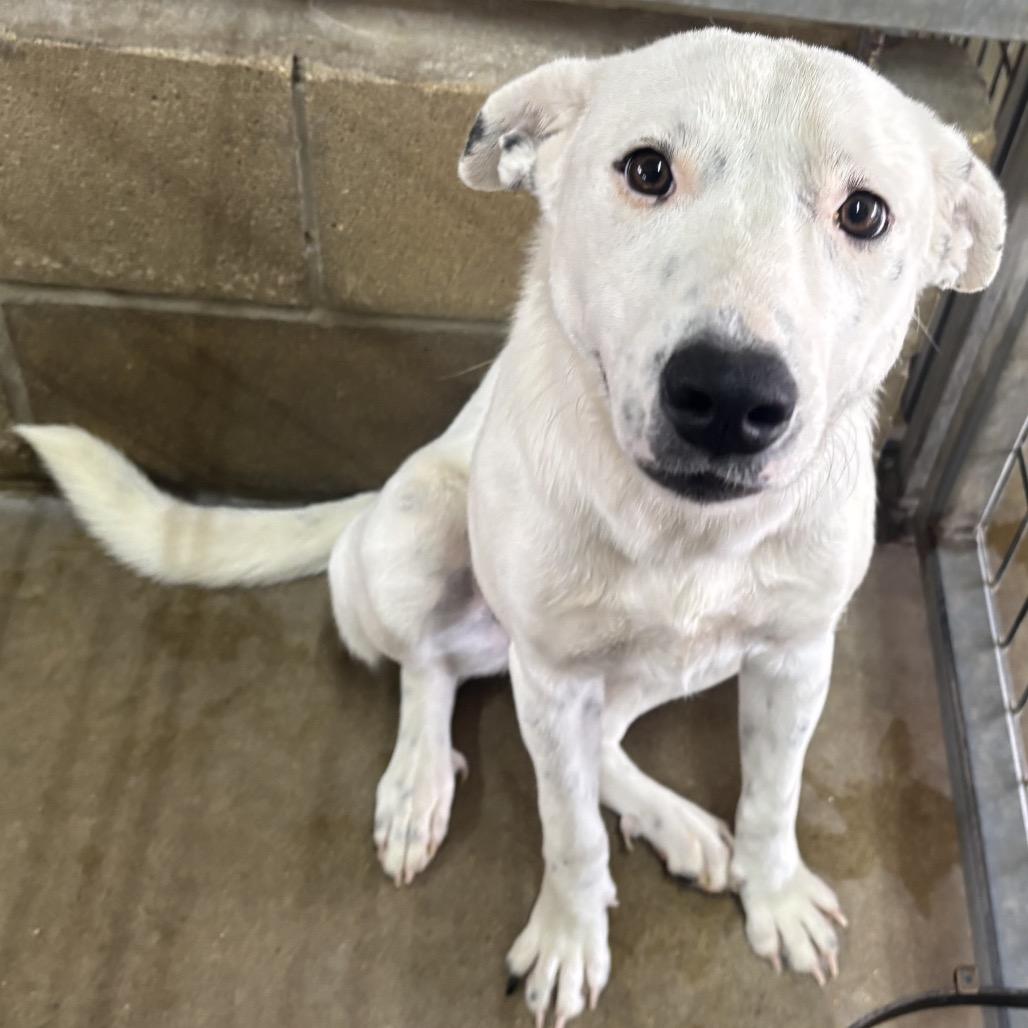 Blanca, a Adoptable mixed breed in Floresville, TX image 4/6