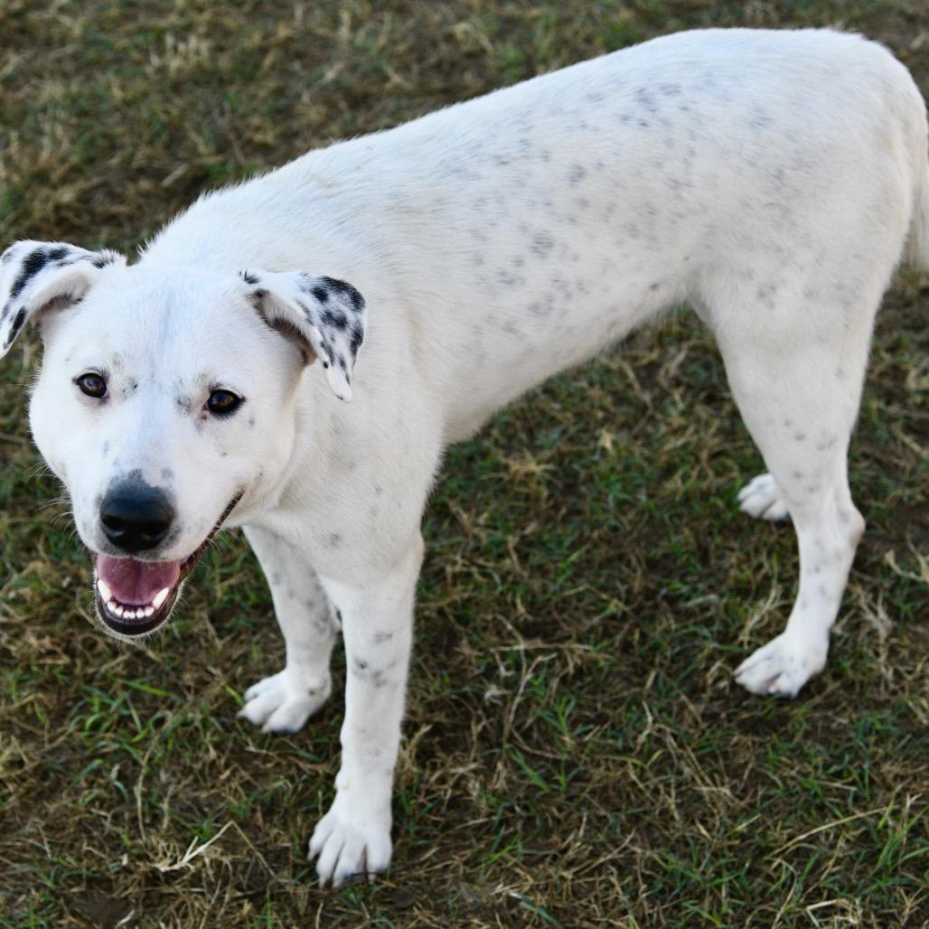 Blanca, a Adoptable mixed breed in Floresville, TX image 5/6