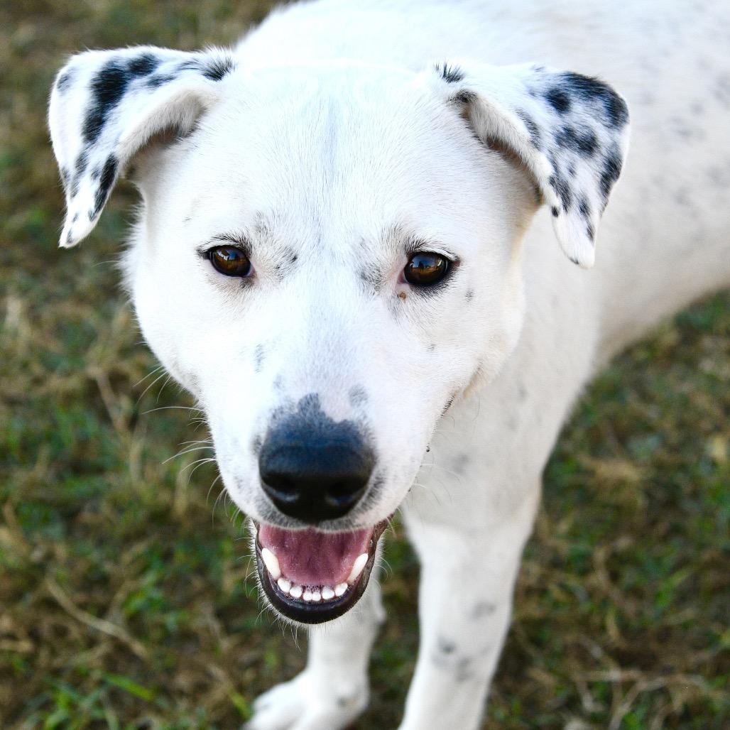 Blanca, a Adoptable mixed breed in Floresville, TX image 6/6