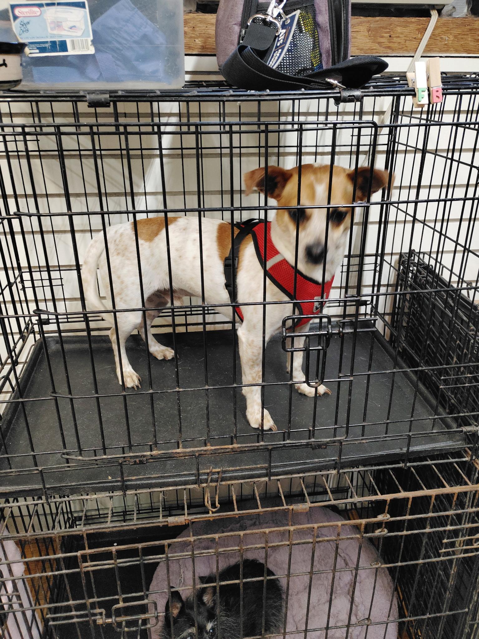 Enlarge Prince, a Adoptable Chihuahua in Garland, TX image 3/4